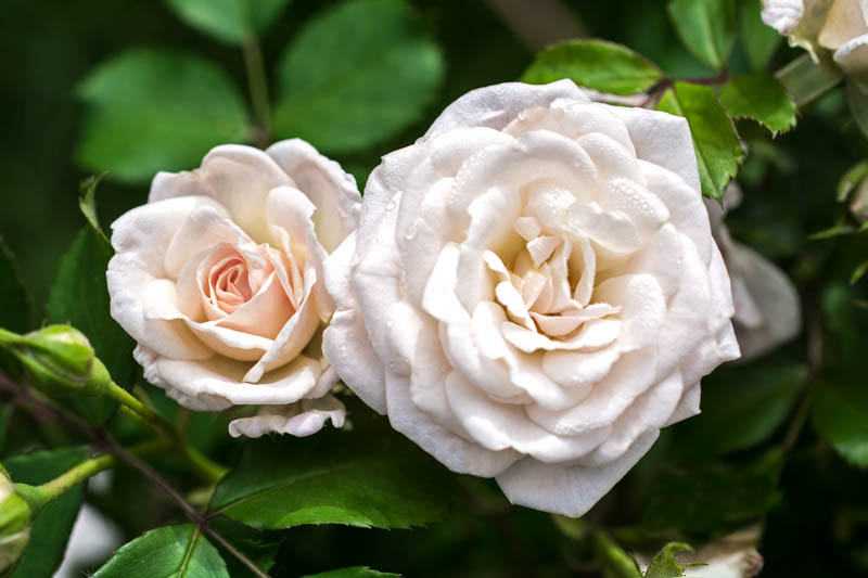 Rosa 'White Drift', Rose 'White Drift, Groundcover Roses, White Roses, Rose Bushes