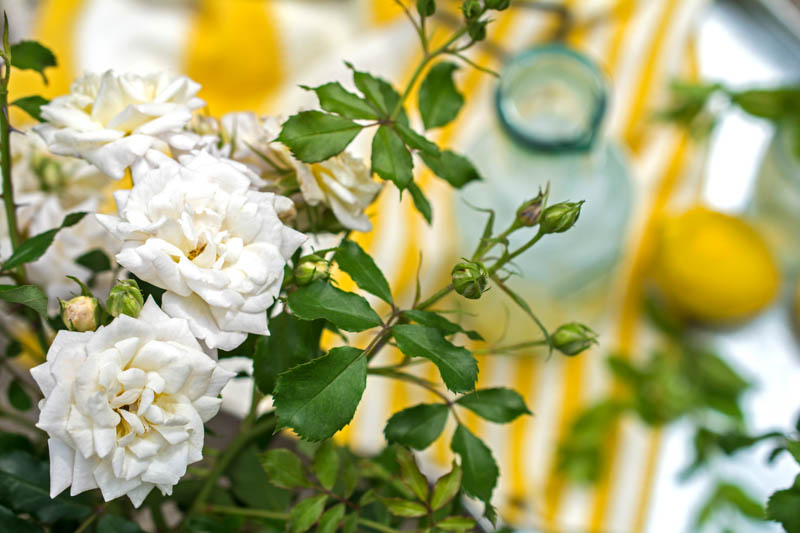 Rosa 'White Drift', Rose 'White Drift, Groundcover Roses, White Roses, Rose Bushes