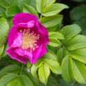Wild Rose, Wild Roses, Native Rose, Species Rose