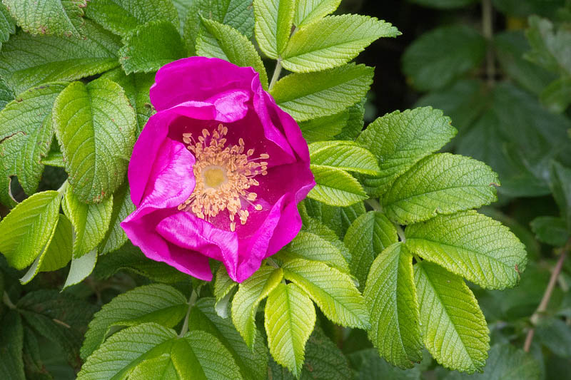 Wild Rose, Wild Roses, Native Rose, Species Rose