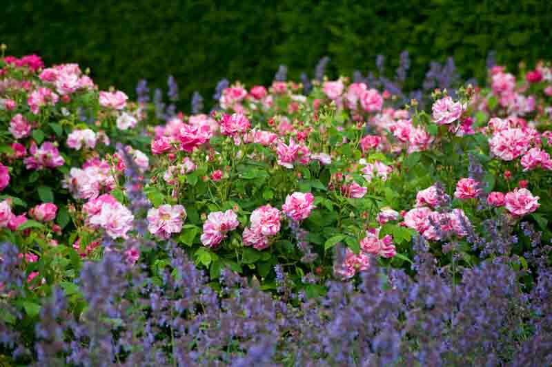 Rosa mundi, Rosa versicolor, French rose, Rosa mundi 'Versicolor', Rosa gallica 'Versicolor', Heirloom Roses, Pink Roses