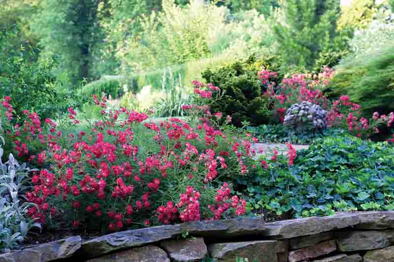 Rosa 'Red Drift®', Rose 'Red Drift®', Rosa 'Meigalpio', Groundcover Roses, Red Roses