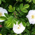 White Rose, Wild Rose, Rosa Rugosa, Rosa alba semiplena