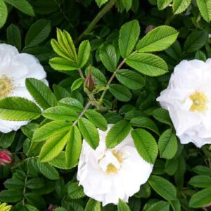 White Rose, Wild Rose, Rosa Rugosa, Rosa alba semiplena