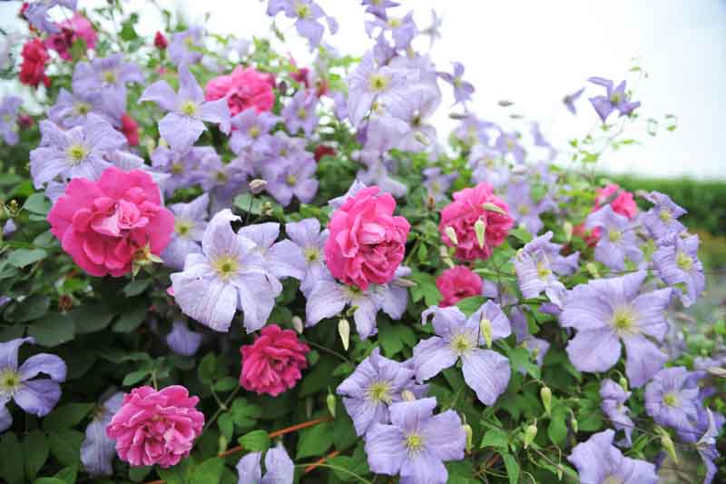 Rose, Clematis, English Rose, Pink Rose, Lavender Clematis