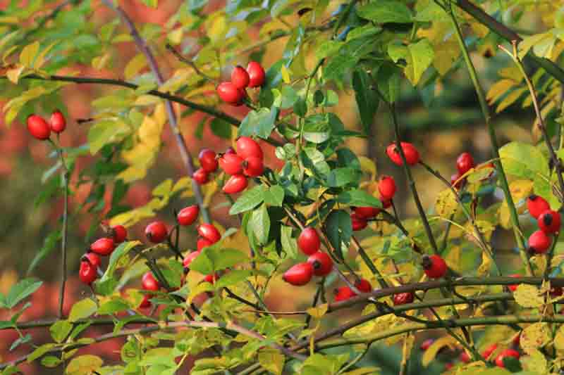 Rose Hips, Rose Hip, rosa canina, Briar Rose