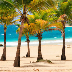 Coconut, Coconut Tree, Coconut Palm, Palm Tree, Cocos nucifera