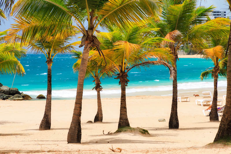 Coconut, Coconut Tree, Coconut Palm, Palm Tree, Cocos nucifera