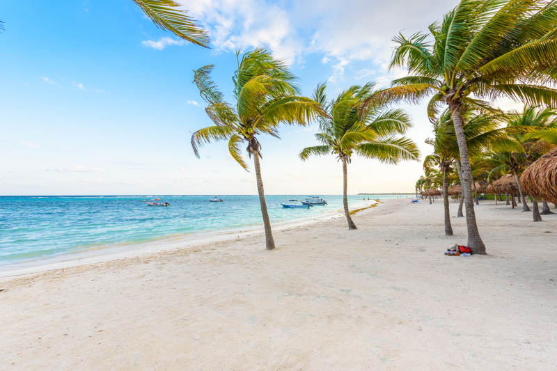 Coconut, Coconut Tree, Coconut Palm, Palm Tree, Cocos nucifera