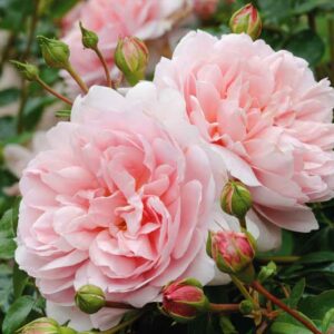 Rose 'Wildeve', Ausbonny, Rosa 'Wildeve', English Rose 'Wildeve', David Austin Roses, English Roses, Shrub Roses, Pink roses, Very fragrant roses, Part shade roses, Hedge roses