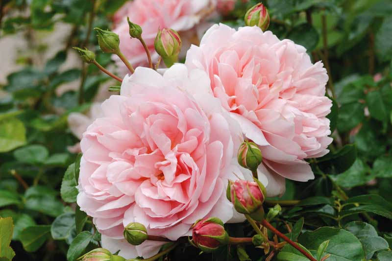 Rose 'Wildeve', Ausbonny, Rosa 'Wildeve', English Rose 'Wildeve', David Austin Roses, English Roses, Shrub Roses, Pink roses, Very fragrant roses, Part shade roses, Hedge roses