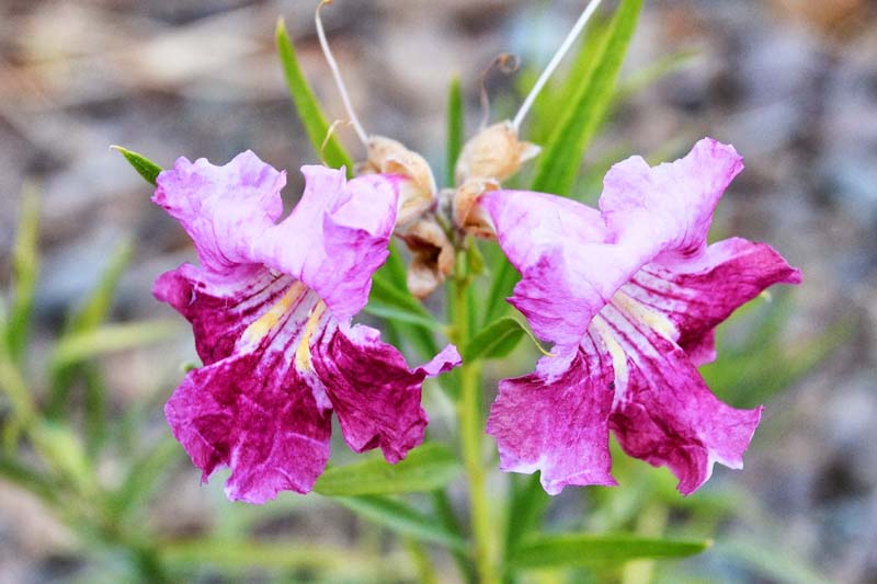 Chilopsis linearis, Desert Willow, Flowering-Willow, Willowleaf Catalpa, Desert Catalpa, Flor de Mimbre, Mimbre, Bow Willow, False-Willow, Jano, Catalpa-willow, Pink Flowers, Drought tolerant tree