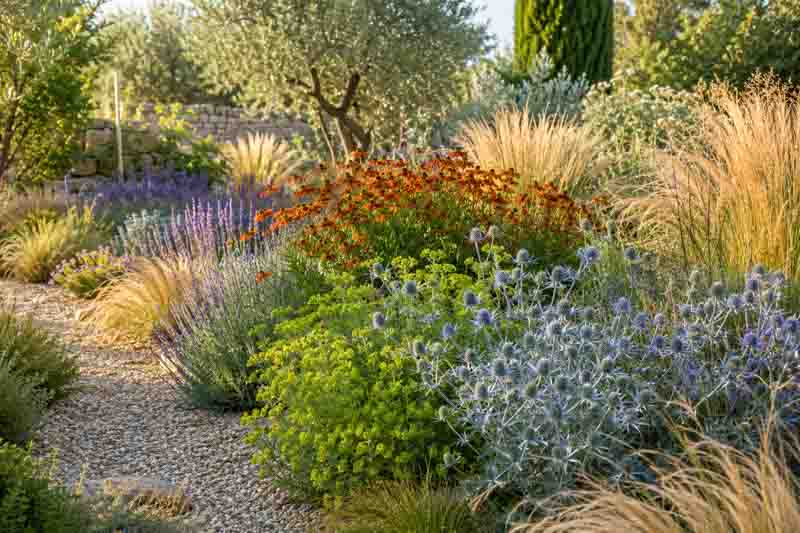 Eryngium and Euphorbia, Gravel garden in late summer with perennials and grasses - helenium, Lavandula, stipa, Mediterranean garden