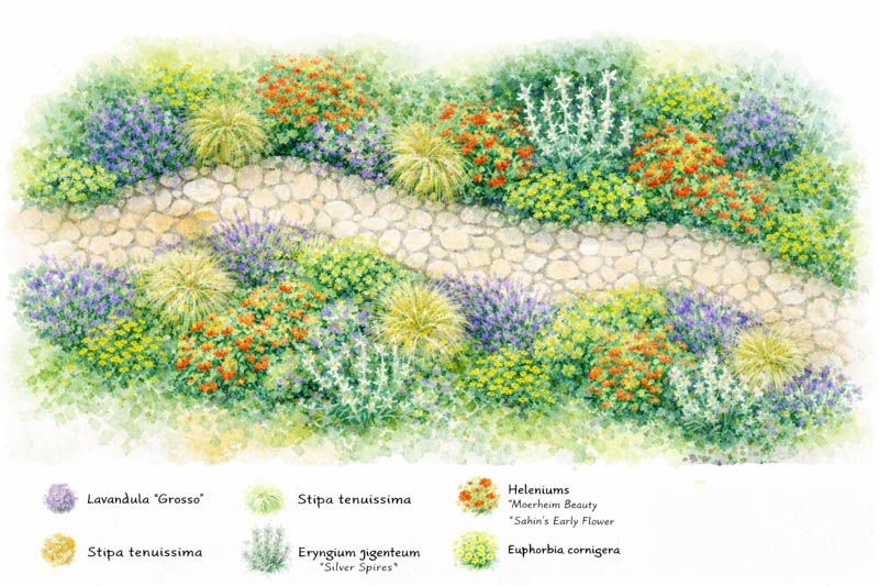 Garden Map lavender, eryngium, helenium, euphorbia