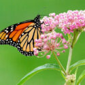Milkweed, Common Milkweed, Swamp Milkweed, Butterfly Milkweed, Showy Milkweed, Tropical Milkweed, Asclepias