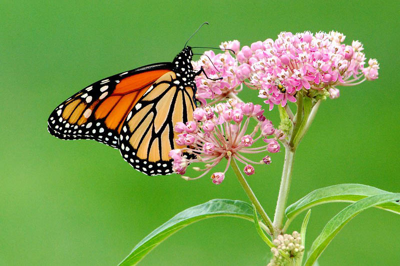Milkweed, Common Milkweed, Swamp Milkweed, Butterfly Milkweed, Showy Milkweed, Tropical Milkweed, Asclepias