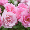 Rose Bush, Rose Bushes, Rose Pink Ttriumph, Pink Rose, Pink Roses