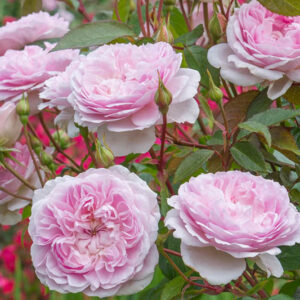 English Roses, English Rose, Silas Marner Rose, Pink Roses, Pink Rose, Roses