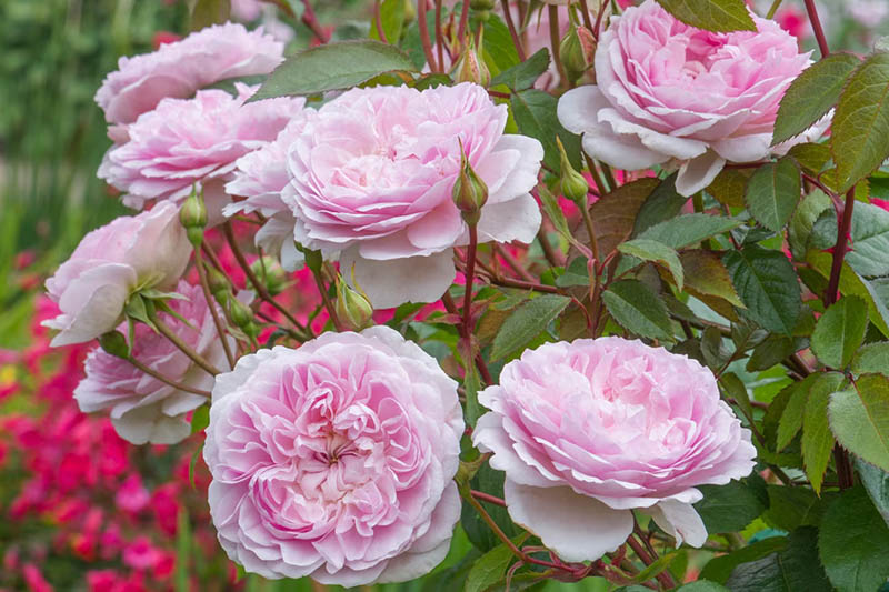 English Roses, English Rose, Silas Marner Rose, Pink Roses, Pink Rose, Roses