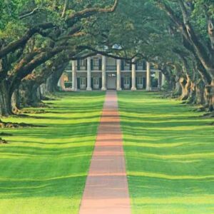 Sourthern Live Oak, Live Oak, Quercus virginiana