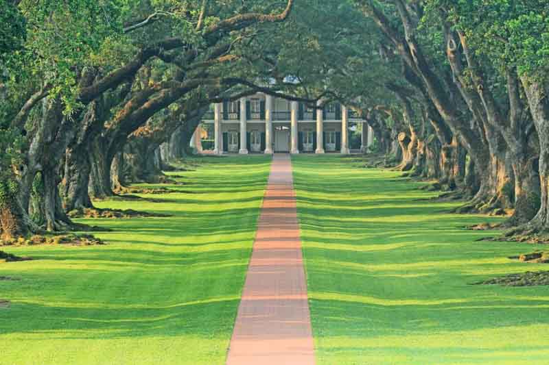 Sourthern Live Oak, Live Oak, Quercus virginiana