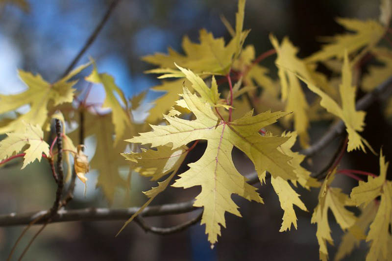 silver maple, swamp maple, water maple, silverleaf maple, white maple, soft maple, Acer saccharinum