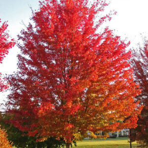 silver maple, swamp maple, water maple, silverleaf maple, white maple, soft maple, Acer saccharinum