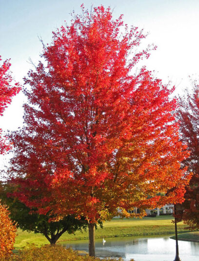 silver maple, swamp maple, water maple, silverleaf maple, white maple, soft maple, Acer saccharinum