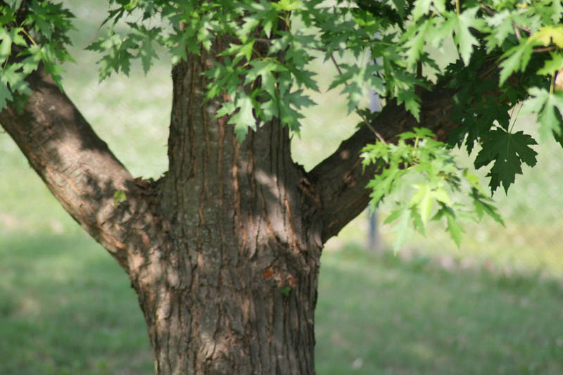 silver maple, swamp maple, water maple, silverleaf maple, white maple, soft maple, Acer saccharinum