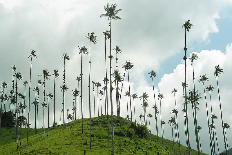 Ceroxylon quindiuense, 