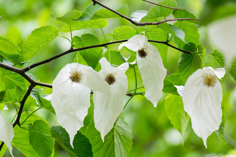 Davidia involucrata, Handkerchief Tree, Dove Tree, Ghost Tree, Pocket Handkerchief Tree, deciduous tree, White flowers