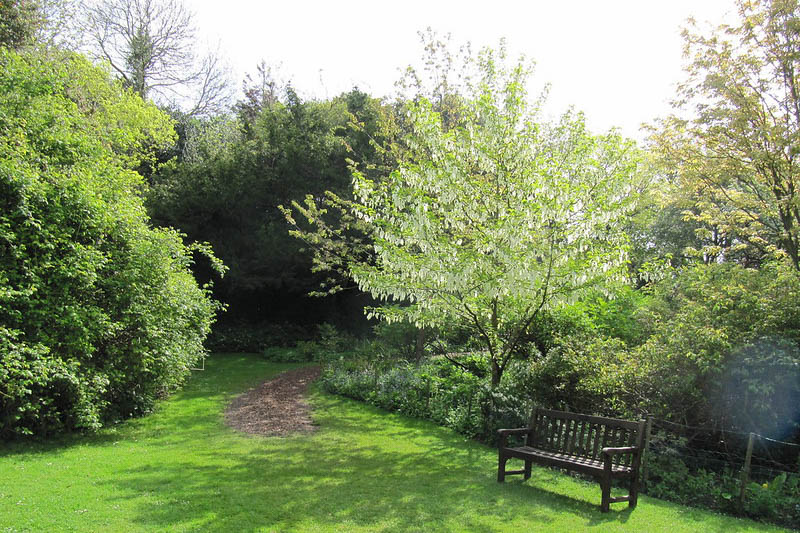 Davidia involucrata, Handkerchief Tree, Dove Tree, Ghost Tree, Pocket Handkerchief Tree, deciduous tree, White flowers
