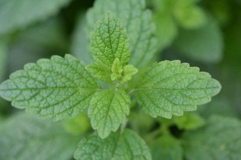 Lemon Balm, Melissa officinalis, Herb, Herbs