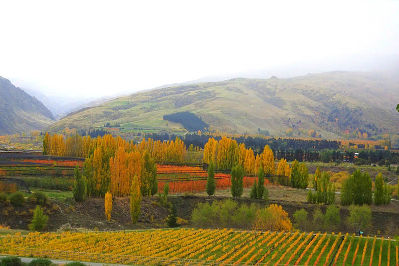 Populus nigra 'Italica', Lombardy Poplar, Italian Poplar, Lady Poplar, Deciduous Tree, Fall Color