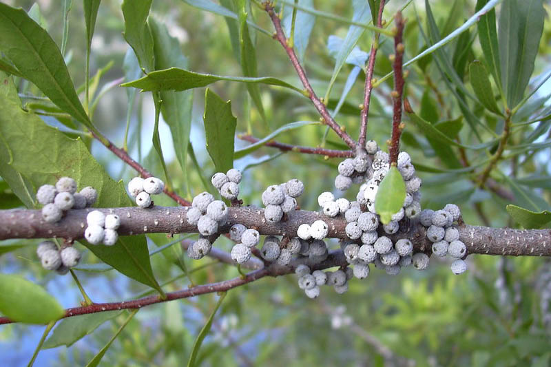 Morella cerifera, Wax Myrtle, Southern Wax Myrtle, Southern Bayberry, Eastern Bayberry, Bayberry, Candleberry, Tallow Shrub