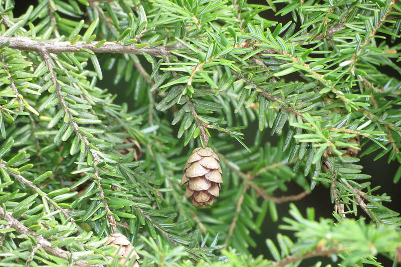 Tsuga canadensis, Eastern Hemlock, Common Hemlock, Canada Hemlock, Spruce Hemlock, White Hemlock, Evergreen Shrub, Evergreen Tree
