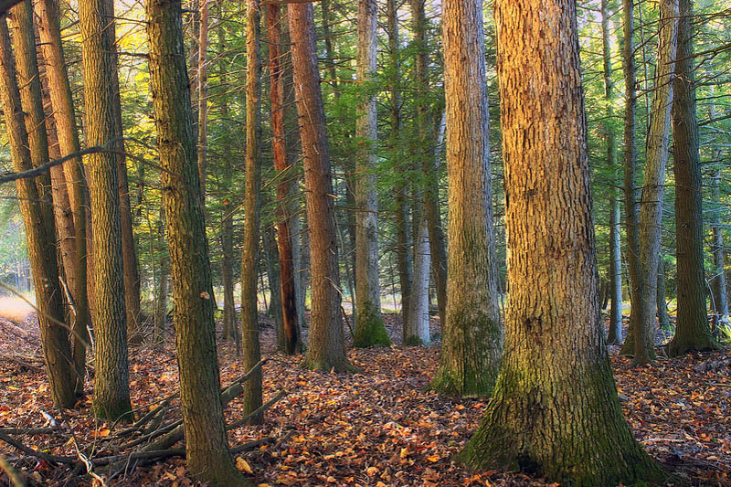 Tsuga canadensis, Eastern Hemlock, Common Hemlock, Canada Hemlock, Spruce Hemlock, White Hemlock, Evergreen Shrub, Evergreen Tree