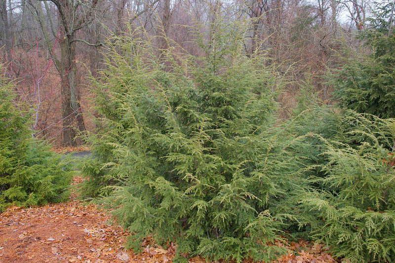 Tsuga canadensis, Eastern Hemlock, Common Hemlock, Canada Hemlock, Spruce Hemlock, White Hemlock, Evergreen Shrub, Evergreen Tree
