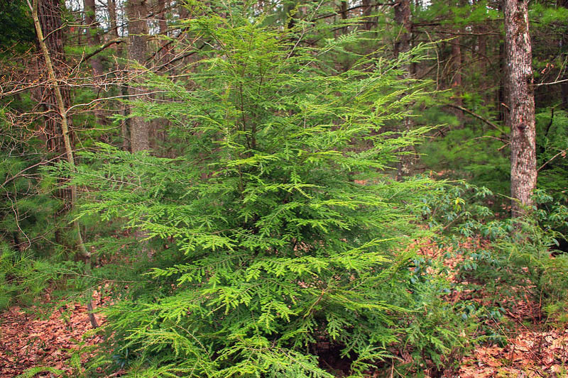 Tsuga canadensis, Eastern Hemlock, Common Hemlock, Canada Hemlock, Spruce Hemlock, White Hemlock, Evergreen Shrub, Evergreen Tree