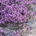 Creeping Thyme, Red Creeping Thyme, Groundcover, Ground cover