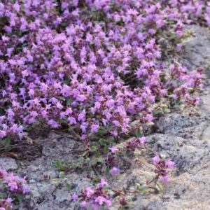 Creeping Thyme, Red Creeping Thyme, Groundcover, Ground cover