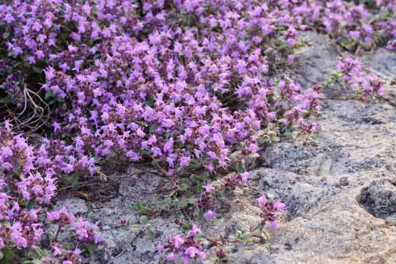 Creeping Thyme, Red Creeping Thyme, Groundcover, Ground cover
