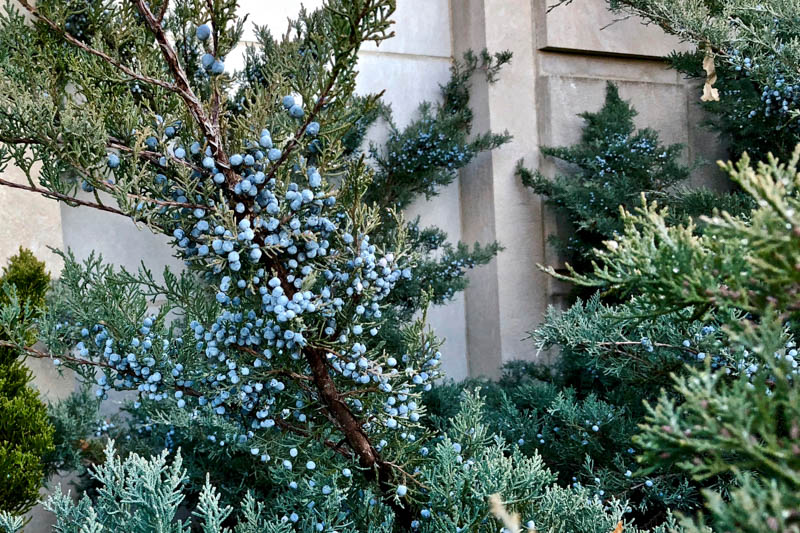 Eastern Red Cedar, Juniperus virginiana, uniper, Red Juniper, Carolina Cedar, Red Savin, Baton Rouge