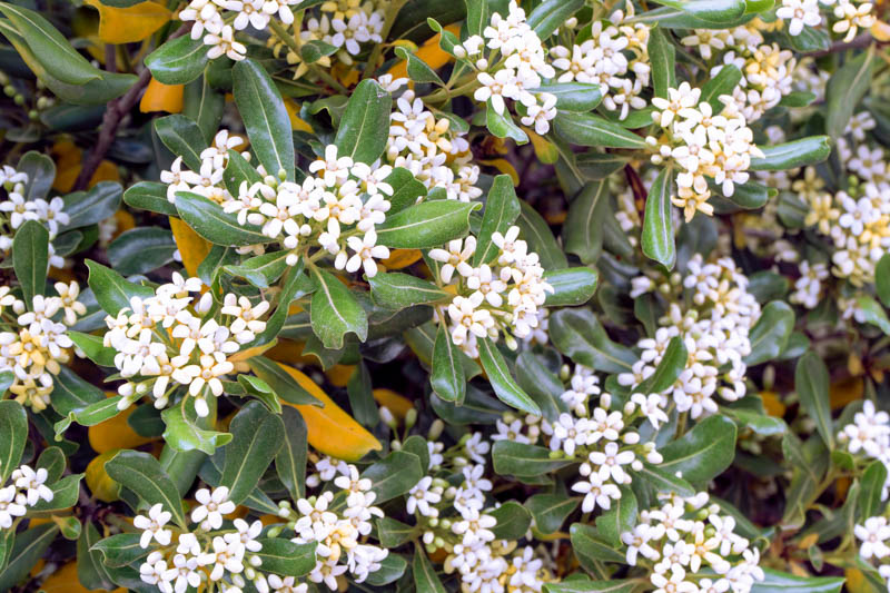 Australian Laurel, Japanese Pittosporum, Mockorange, Mock Orange, Pittosporum, Pittosporum tobira