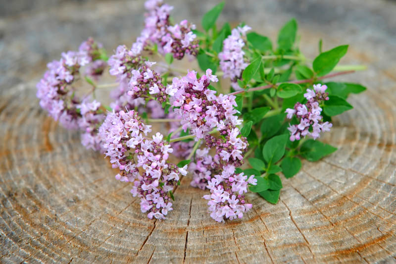 Oregano, Origanum vulgare, Wild Marjoram, English Marjoram, Grove Marjoram , Pot Marjoram