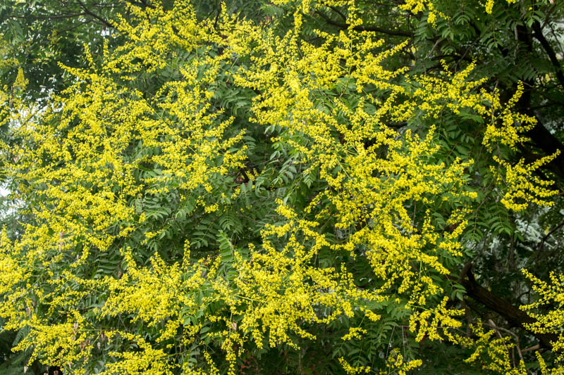 Koelreuteria paniculata, Pride of India, Golden Rain Tree, Varnish Tree, Shrimp Tree, China Tree, fall color, Yellow flowers