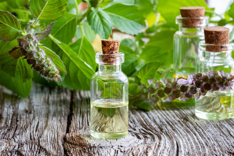 Basil, Basil Oil, Sweet Basil, Thai Basil, Holy Basil, Basil Plants, Ocimum basilicum