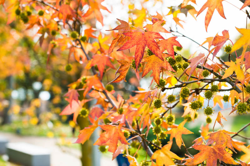 Liquidambar styraciflua, Sweet Gum, American Red Gum, American Sweet Gum, Bilsted, Copalm Balsam, Red Gum, Satin Walnut, Deciduous Tree, Fall Color