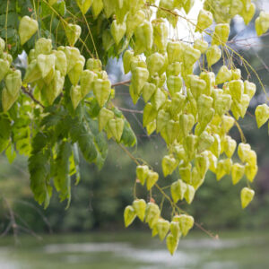Koelreuteria paniculata, Pride of India, Golden Rain Tree, Varnish Tree, Shrimp Tree, China Tree, fall color, Yellow flowers