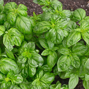 Basil, Sweet Basil, Basil Plant, Basil Leaves, Basil Recipes, Fresh Basil, Ocimum basilicum,
